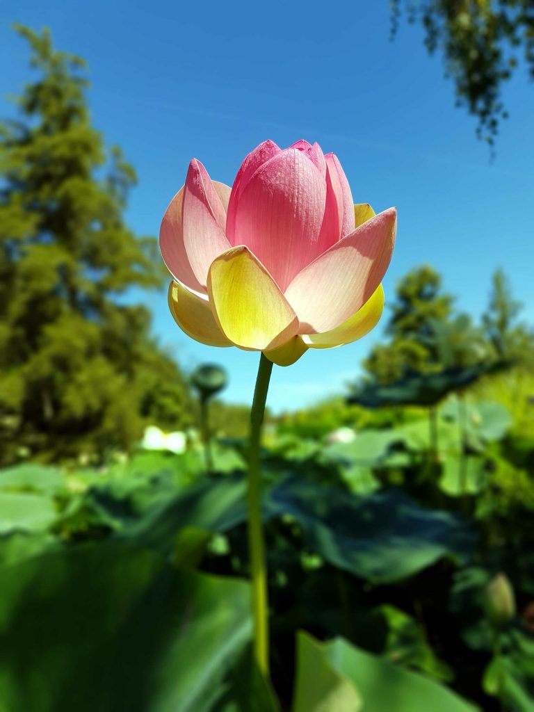 Lotus en fleur, Tarn / © Isabelle Collin