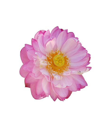 Fleur de lotus découpée Isseyoga